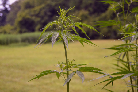 Verschil hennep, wiet en cannabis